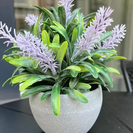 Camelia 5- Beautiful 1+1 On Cleopatra * Алания