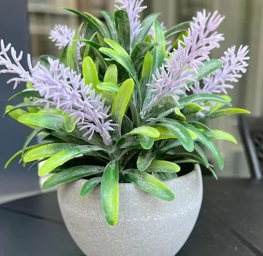 Camelia 5- Beautiful 1+1 On Cleopatra * 알란야